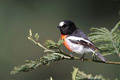 Scarlet Robin